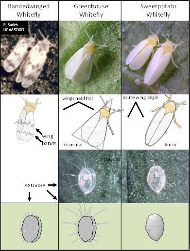  Species identification for common whiteflies in the greenhouse
