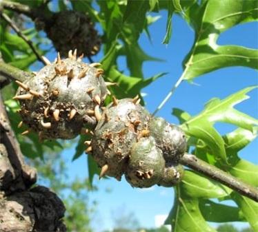 Horned Oak Gall | Entomology