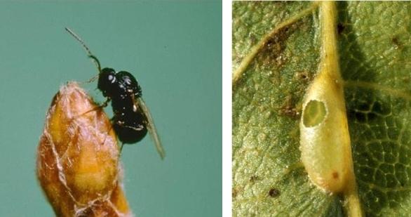 Female gall wasp and emergence hole