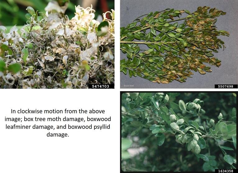 Box tree moth is not the only pest of boxwoods, though their damage looks different than the symptoms left behind by boxwood leafminer and boxwood psyllid