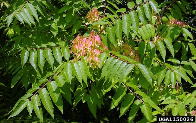 Tree of Heaven