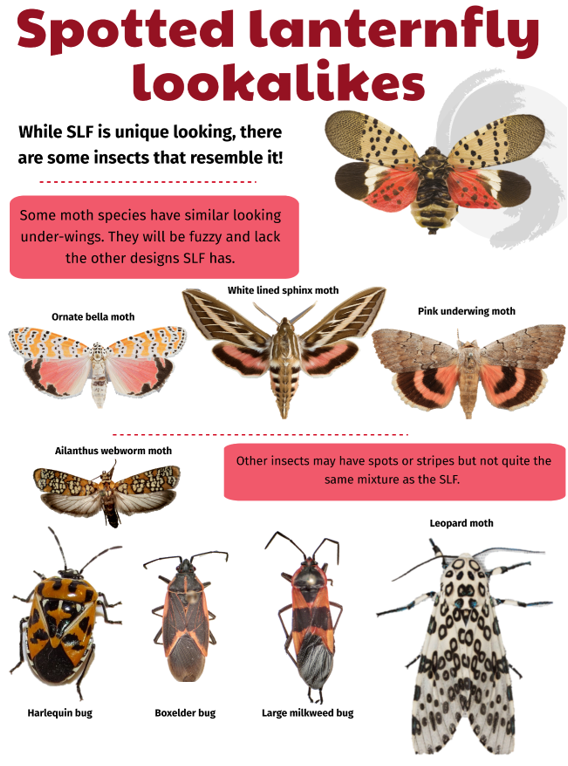 Spotted Lanternfly: Lookalikes