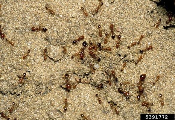 When a fire ant nest is disturbed, worker ants will rapidly appear. This behavior is described as “boiling out”.