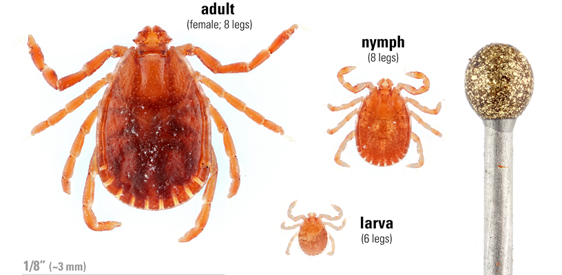 Asian Longhorn Tick Life Stages