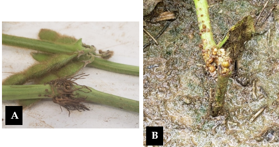 Figure 3. Advanced symptoms of threecornered alfalfa hopper attack in soybeans: (A) Aerial adventitious roots developed above feeding site of threecornered alfalfa hopper in soybeans. (B) Lodged soybean plant. Notice the callus caused by the feeding of th
