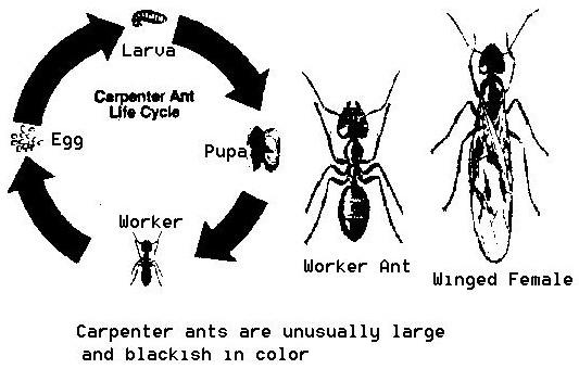 Carpenter Ant Life Cycle