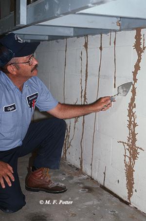 Termite Inspection