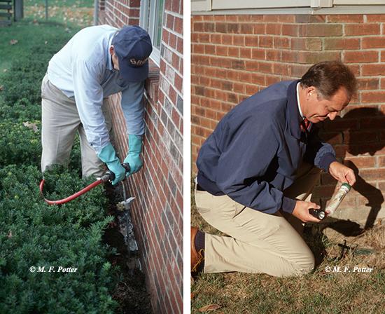 Termite Inspection