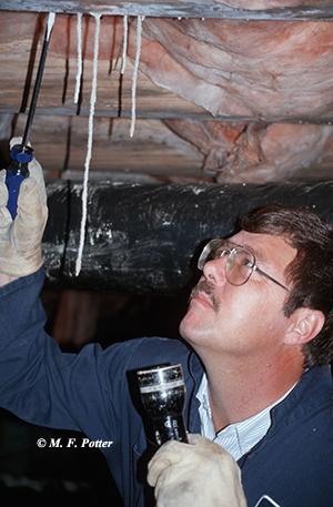 Termite inspections and treatments are best accomplished by professionals.