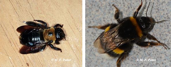 1ab. Carpenter bee with shiny abdomen (left), bumblebee (right).