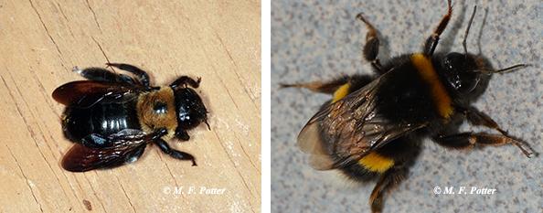 Carpenter Bees Entomology Carpenter Bees Entomology