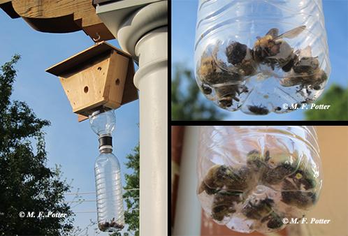Carpenter bee traps may be help reduce attacks on wood.   