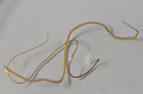 Horsehair Worms | Entomology