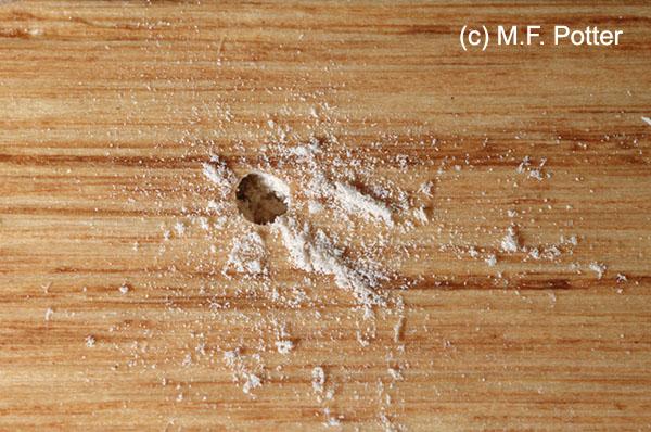 Powderpost Beetles Entomology, What Causes Small Holes In Hardwood Floors