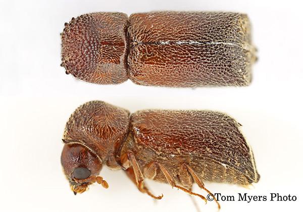 Bostrichid powderpost beetles