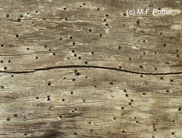 Powderpost Beetles Entomology, What Causes Small Holes In Hardwood Floors