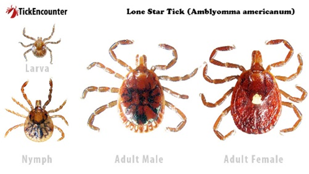 Ticks and Disease in Kentucky | Entomology Ticks and Disease in Kentucky | Entomology