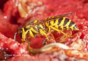 Yellowjackets become more apparent in late-summer, when they are attracted to picnic items.