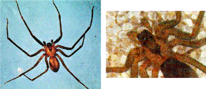 Araignée recluse brune
