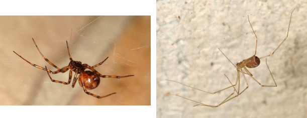 Dos tipos de arañas inofensivas