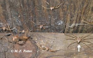 Shed skins of a brown recluse spider