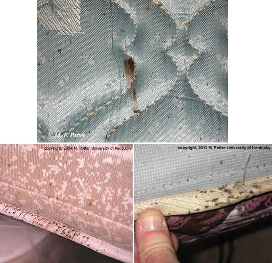 bed bugs mattress signs