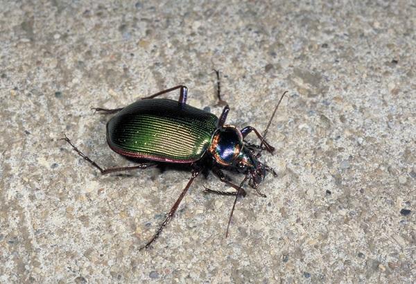 ground beetle adult