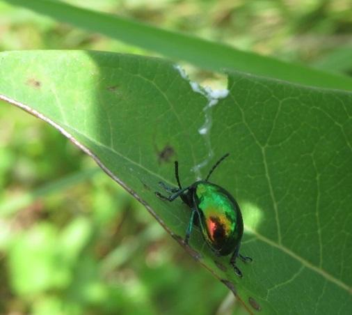 Adult dogbane beetle walking backwards to get rid of the accumulated latex from its mouthparts while leaving a latex trail on the leaf surface