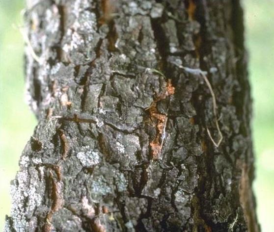 peach tree borer life cycle