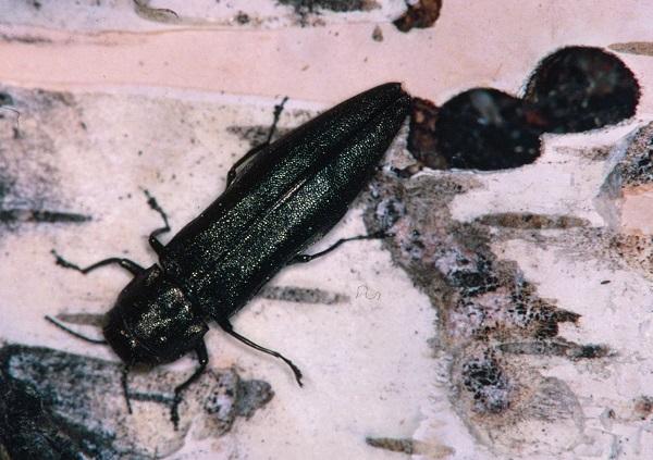 wood borer insect