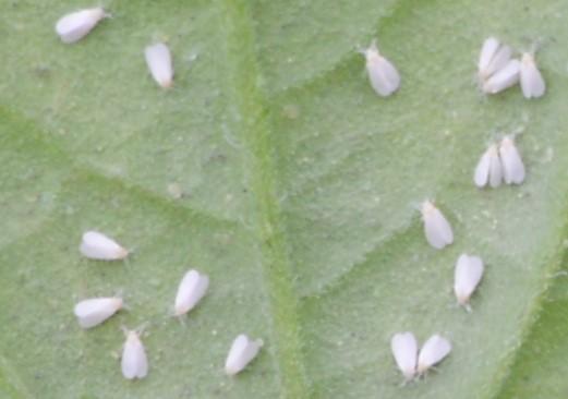 Silverleaf Whitefly on Tomato | Entomology