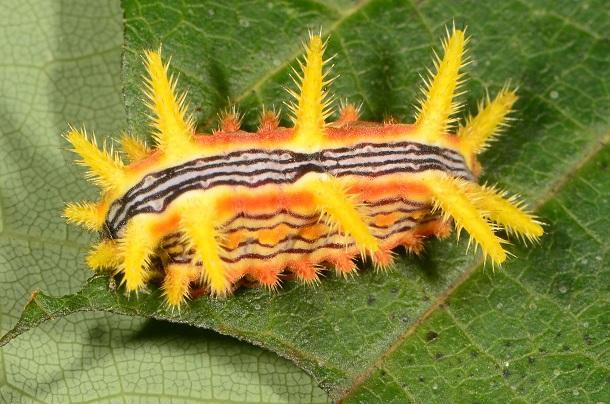 Stinging Caterpillars | Entomology