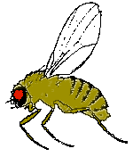 La mosca de la fruta