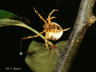 The bolas spider Mastophora hutchinsoni