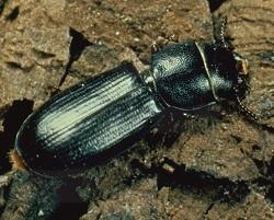 Cadelle Beetle