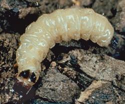 Cadelle Larva