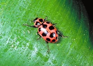 blanding specifikation rørledning Pink Ladybug or pink cucumber beetle? - Ask Extension