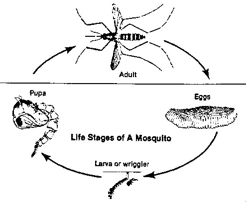 Mosquitoes: Practical Advice for Homeowners | Entomology