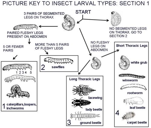 larvae-identification