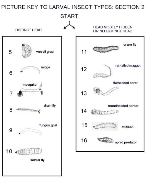 larvae identification