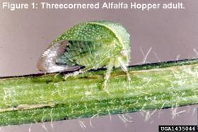 Threecornered Alfalfa Hopper Adult