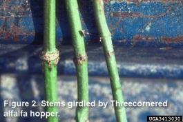 Stem Girdling: Threecornered Alfalfa Hopper