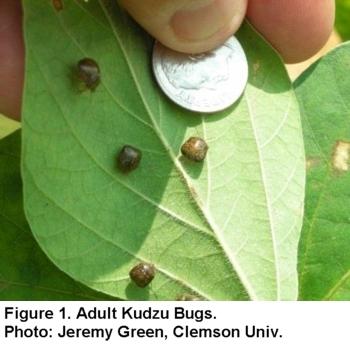 voksne Kudsu Bugs