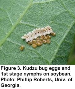ouă de insecte Kudzu