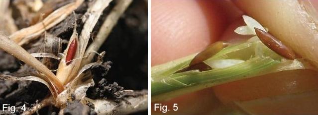 Hessian fly puparium (flaxseed)