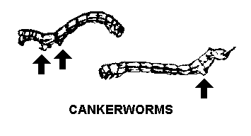 cankerworm entomology