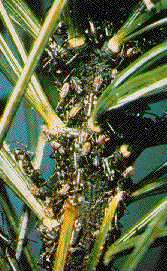Pine Aphids