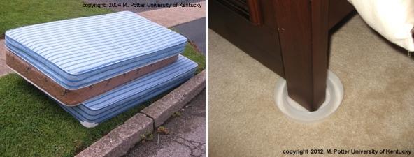 Discarded mattresses and bed bug traps