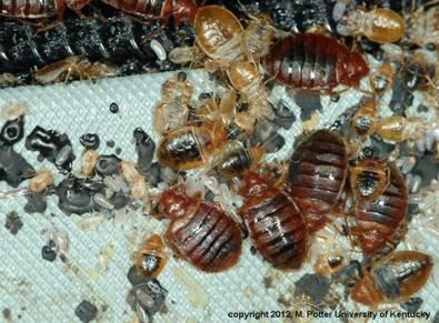 Bed bug adults, nymphs, eggs, shed skins, and fecal spots