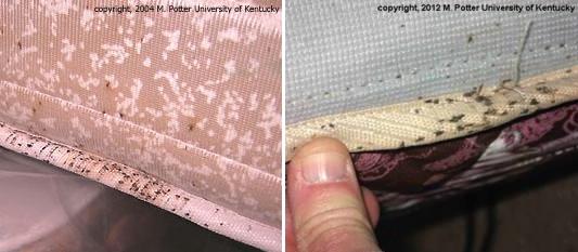 Dark spots on mattress and box spring are a telltale sign of bed bugs